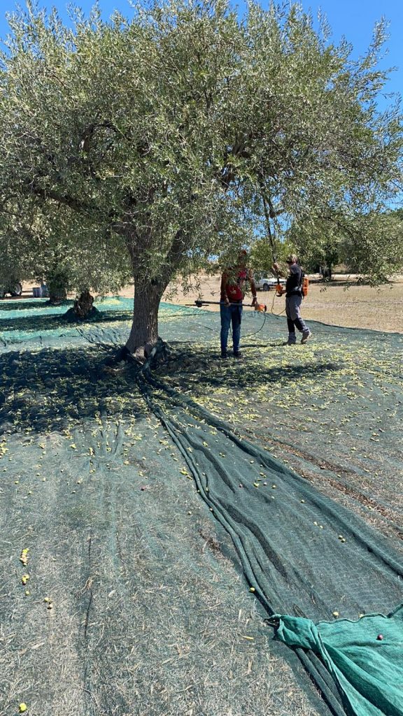 Olivenernte in Sizilien ist immer noch anstrengende Handarbeit 