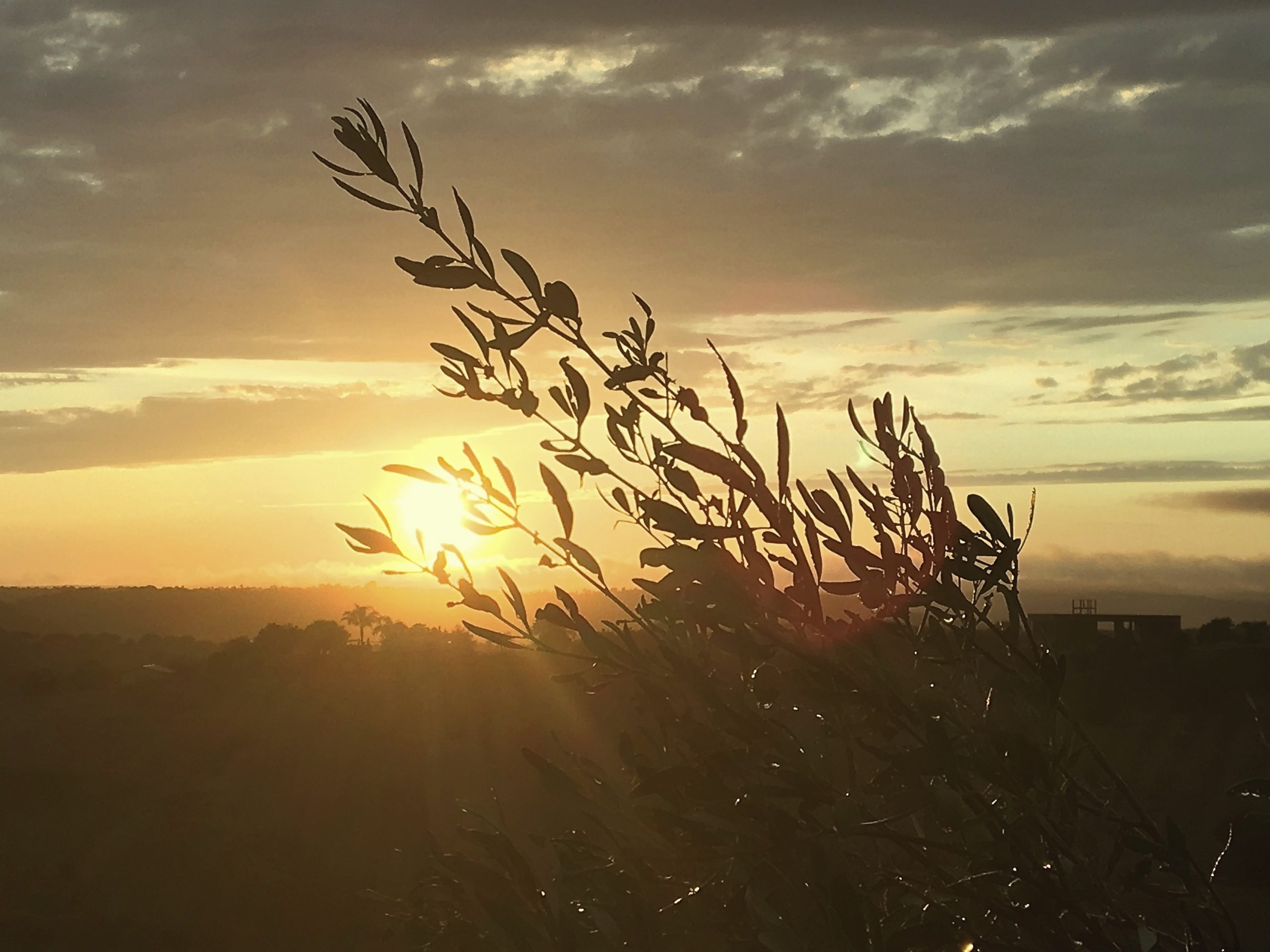 Olivenzweige im Sonnenuntergang im Bio-Bauernhof Case Don Ignazio zeigt hier einen Blick in die Natur der Umgebung