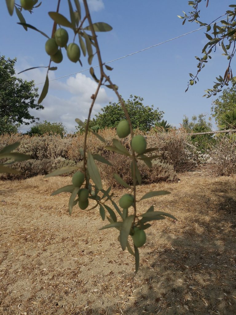 Die Olive in September kurz vor der Ernte
