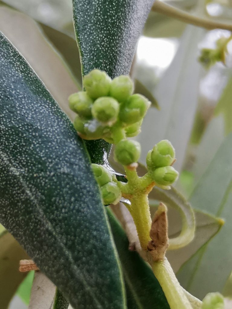 Junge Oliventriebe im Frühling