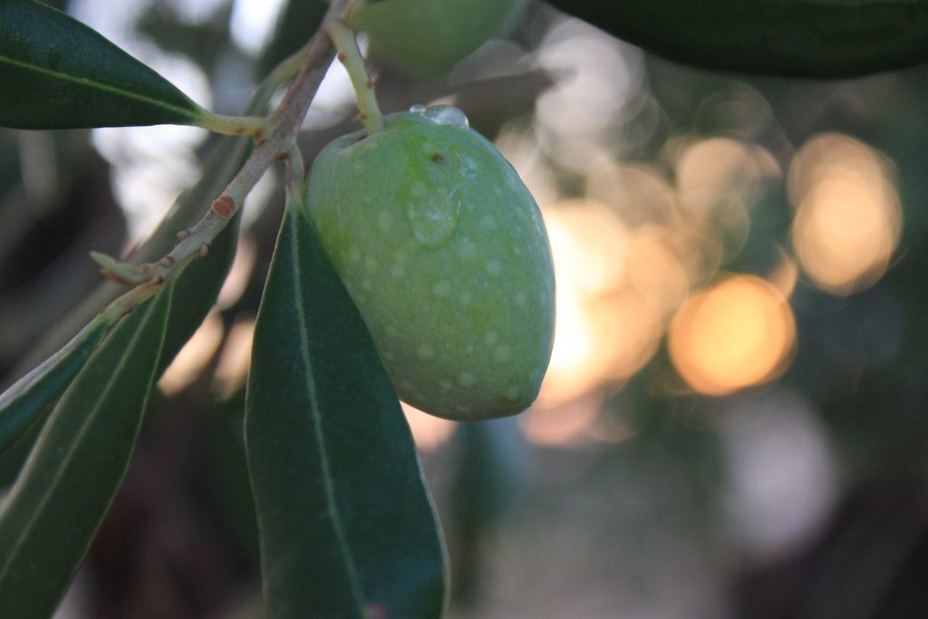 Medizinisches Olivenöl ist sehr gesund 