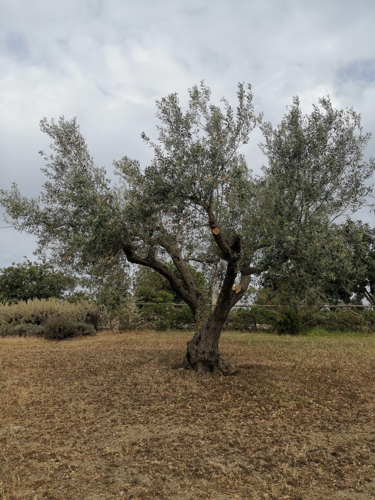 Olivenbäume sind wahre Überlebenskünstler